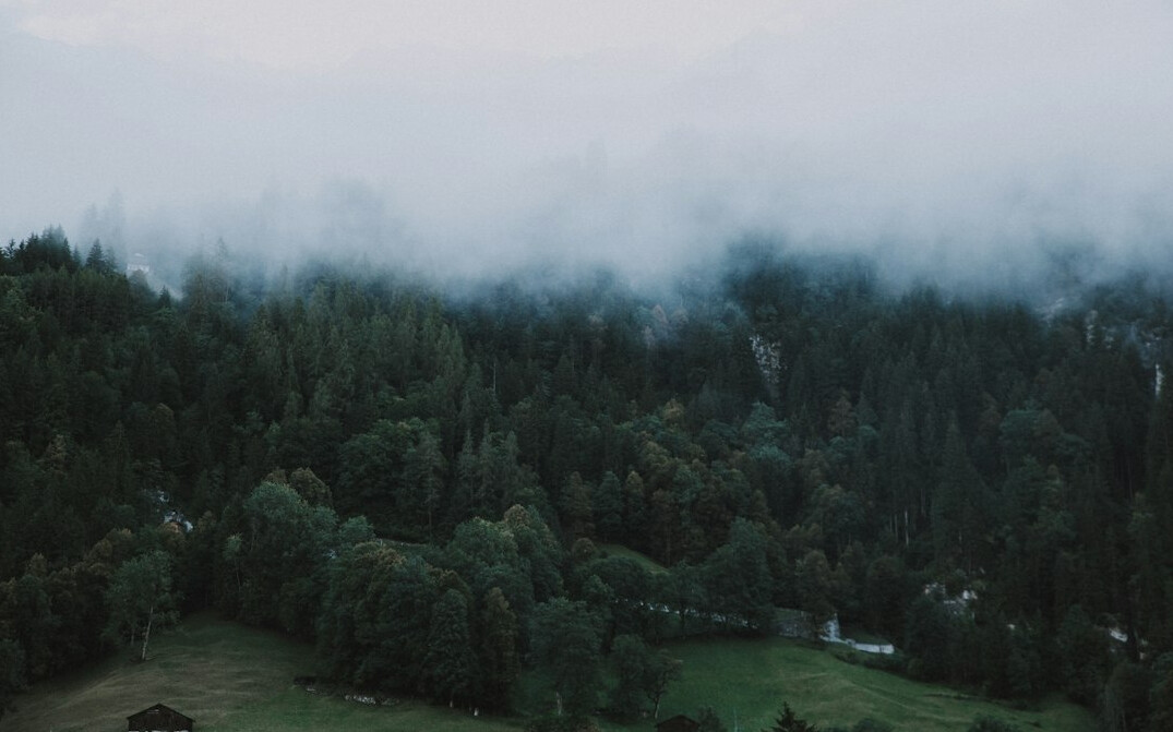Misty green forest valley at sunrise